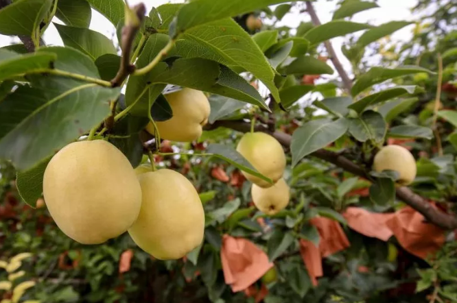 現(xiàn)代農(nóng)藥助力瓜果豐收