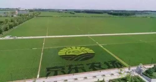 京東的這些&ldquo;網(wǎng)紅&rdquo;農(nóng)業(yè)項(xiàng)目，你都知道嗎？