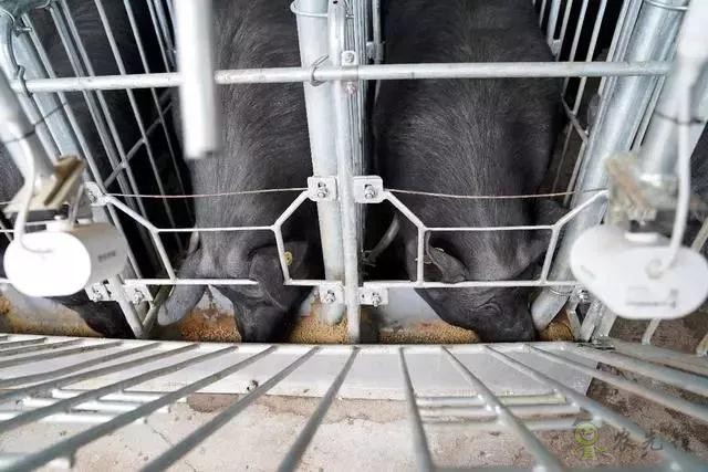 京東的這些&ldquo;網(wǎng)紅&rdquo;農(nóng)業(yè)項(xiàng)目，你都知道嗎？