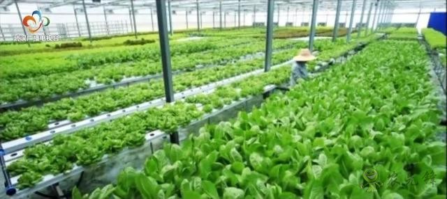 武漢現(xiàn)代農(nóng)業(yè)園布局&ldquo;一核兩翼三園多基地&rdquo;