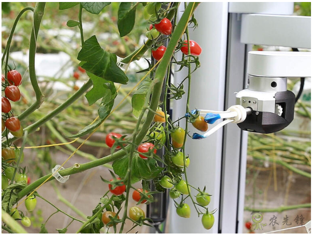 機器人采摘識別農(nóng)作物的成熟度