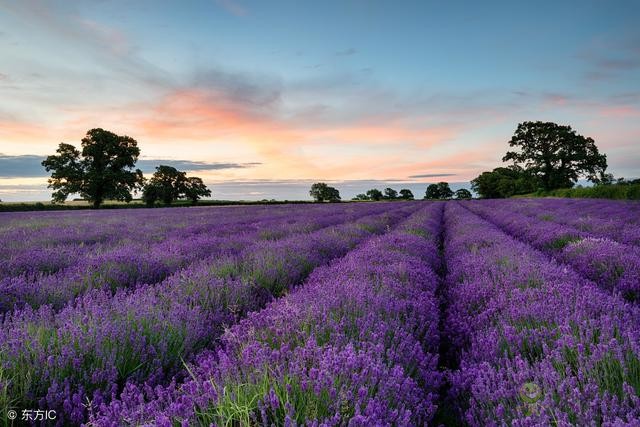 農(nóng)業(yè)模式
