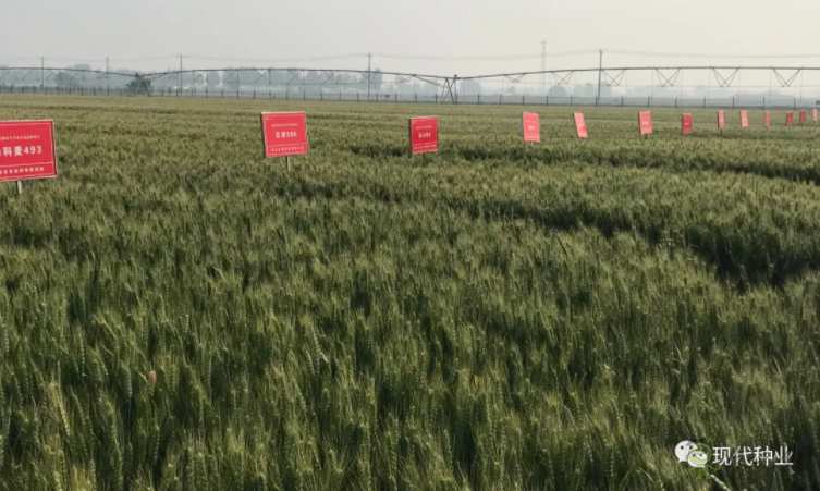 小麥良種攻關(guān)獲新進(jìn)展：不只&ldquo;節(jié)水&rdquo;一技傍身 更可兼顧優(yōu)質(zhì)多抗