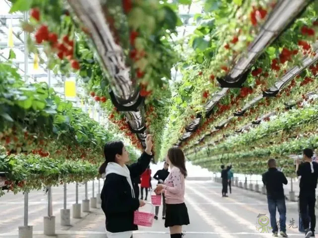 半年銷售額2億元！遼寧丹東&ldquo;空中草莓&rdquo;火了！