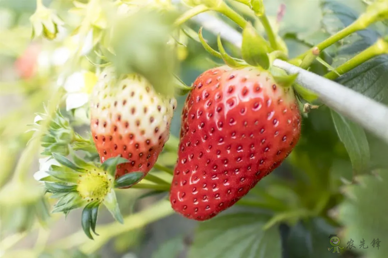 半年銷售額2億元！遼寧丹東&ldquo;空中草莓&rdquo;火了！