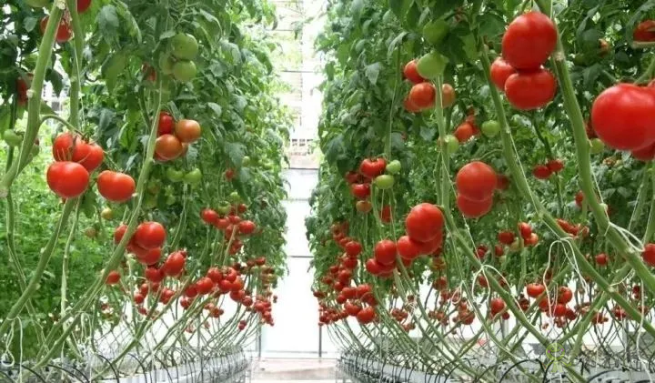 無(wú)土栽培：讓農(nóng)業(yè)告別&ldquo;靠天吃飯&rdquo;