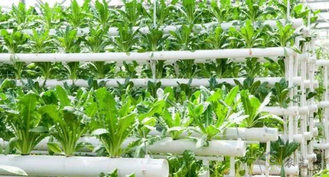 無(wú)土栽培：讓農(nóng)業(yè)告別&ldquo;靠天吃飯&rdquo;