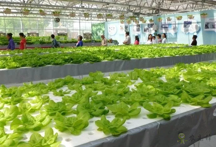 無(wú)土栽培：讓農(nóng)業(yè)告別&ldquo;靠天吃飯&rdquo;