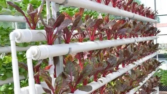 無(wú)土栽培：讓農(nóng)業(yè)告別&ldquo;靠天吃飯&rdquo;