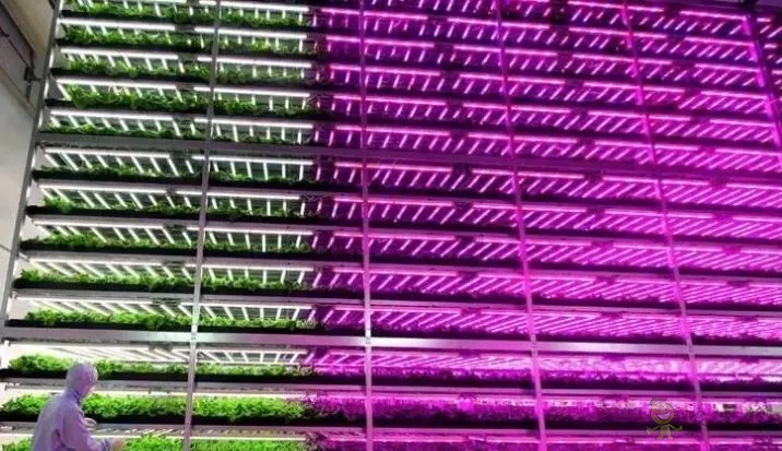 無(wú)土栽培：讓農(nóng)業(yè)告別&ldquo;靠天吃飯&rdquo;