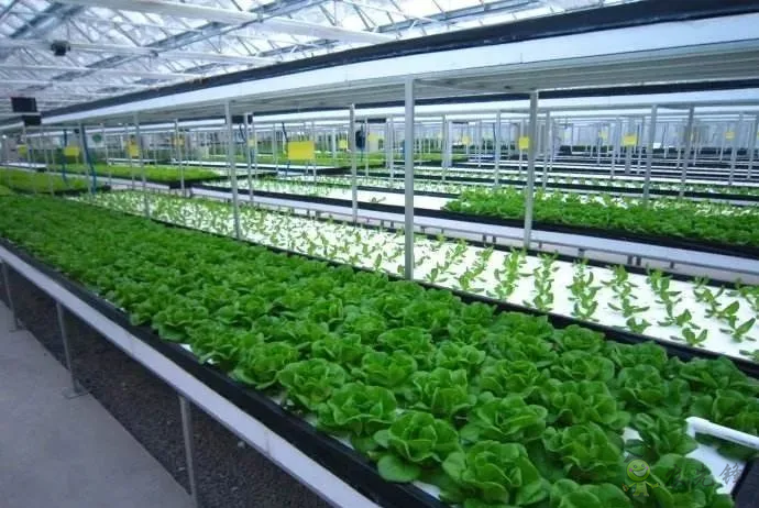 無(wú)土栽培：讓農(nóng)業(yè)告別&ldquo;靠天吃飯&rdquo;