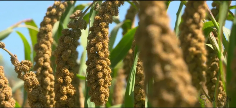 【結(jié)構(gòu)調(diào)整】張雜谷：發(fā)揮旱作優(yōu)勢 打造富民產(chǎn)業(yè)