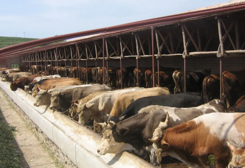 【結(jié)構(gòu)調(diào)整】張雜谷：發(fā)揮旱作優(yōu)勢 打造富民產(chǎn)業(yè)