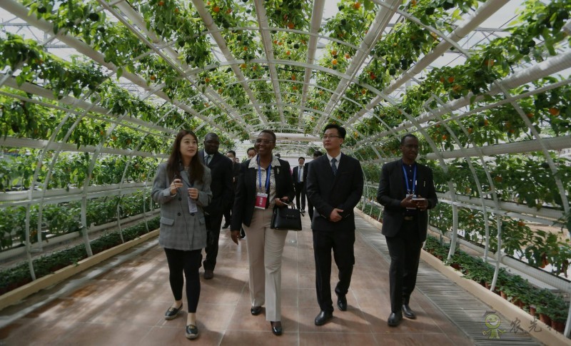 濰坊市外辦:構建&ldquo;外事+農業&rdquo; 助力&ldquo;三個模式&rdquo;創新提升