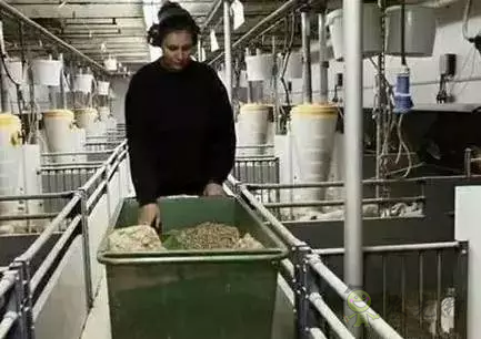 看養(yǎng)豬強國丹麥是如何處理糞污