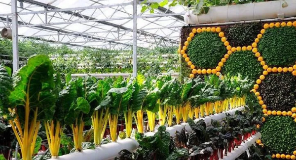 人均年收入40萬(wàn)+，壽光蔬菜成功秘訣到底是什么