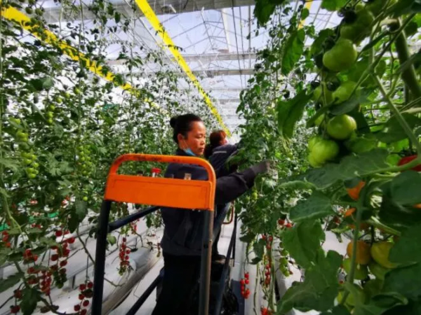 人均年收入40萬(wàn)+，壽光蔬菜成功秘訣到底是什么