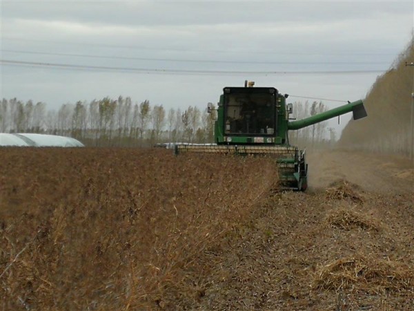 黑龍江大豆育種取得重大突破：5個品種平均畝產突破570斤