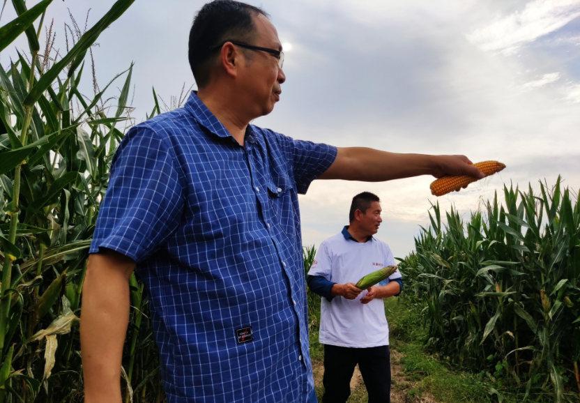 國家加大農業獎補力度，對農民種糧是個好消息，2022年該如何調整