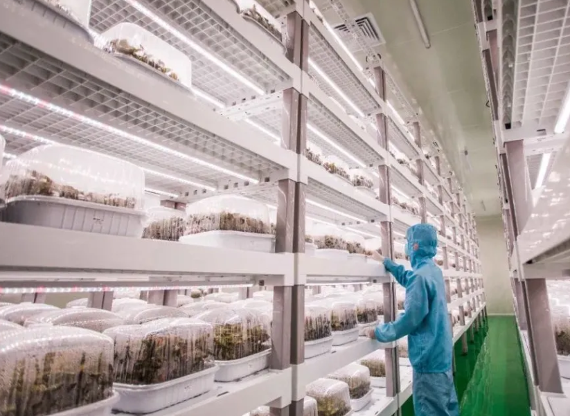 「植物工廠」為中藥材產業插上&ldquo;科技翅膀&rdquo;