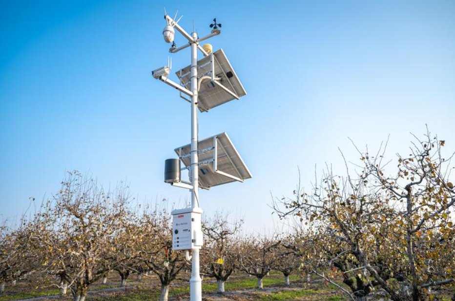 安徽碭山啟動&ldquo;酥梨種植挑戰賽&rdquo;