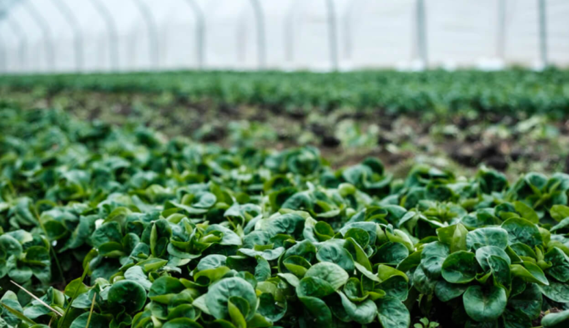 智慧農業 &ndash; 桂林山前智能科技有限公司