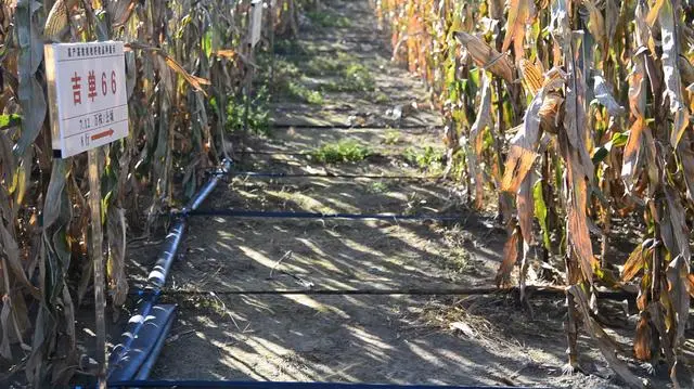 吉林省現(xiàn)代農業(yè)&ldquo;打開方式&rdquo;新觀察