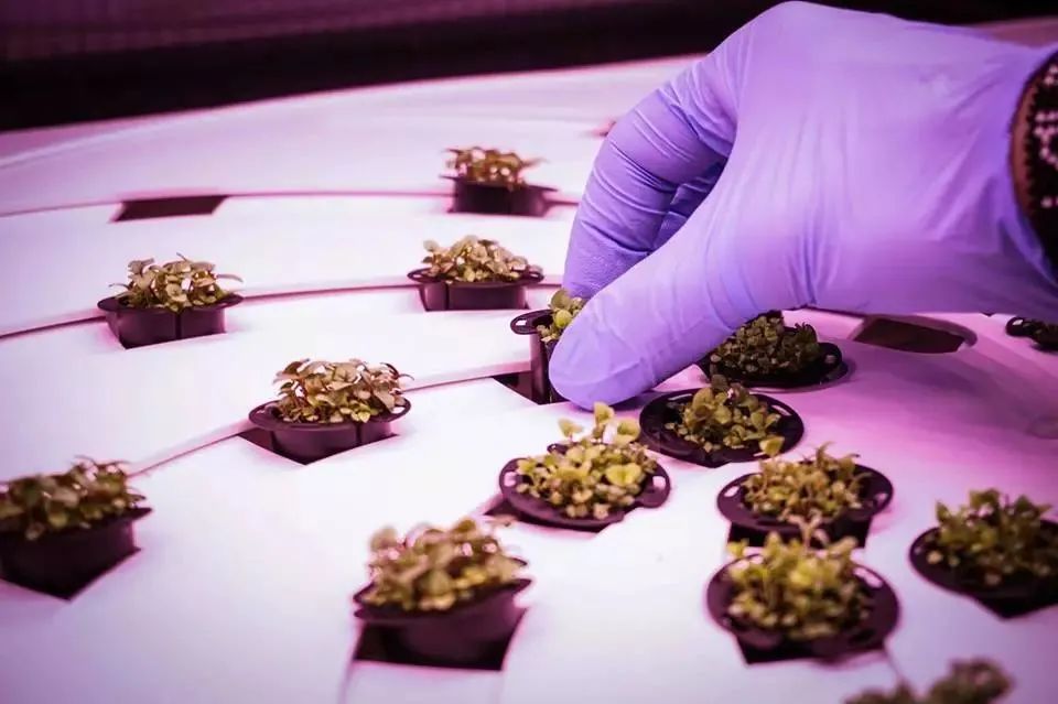 什么是垂直農(nóng)場？垂直農(nóng)場的盈利前景與經(jīng)典案例