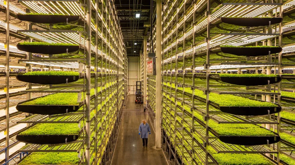 垂直農業領域的&ldquo;泡沫&rdquo;要爆？