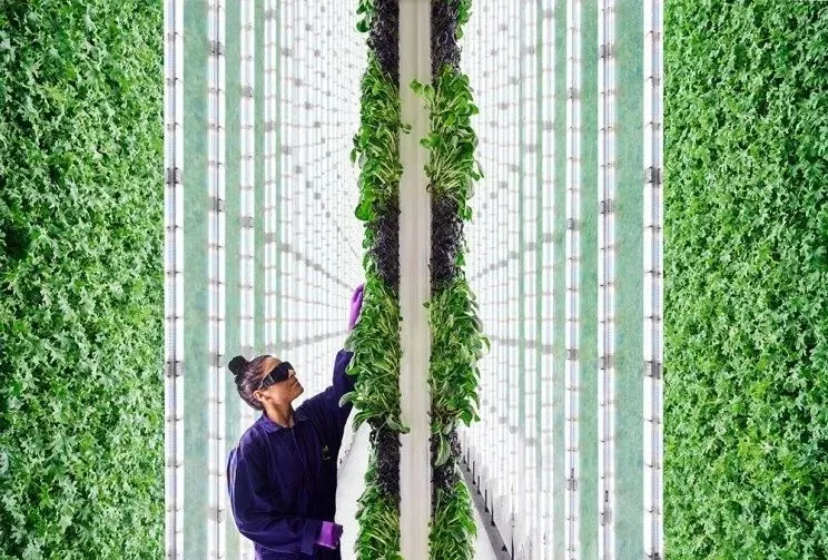 垂直農業領域的&ldquo;泡沫&rdquo;要爆？