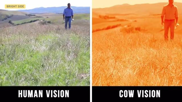 元宇宙催產！土耳其奶牛戴上VR頭盔