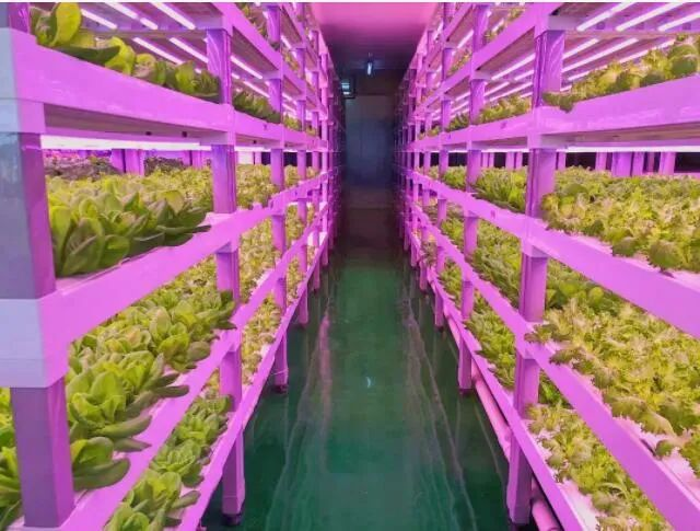 透視中日荷三國(guó)&ldquo;植物工廠&rdquo;案例，植物工廠的下一站又是什么