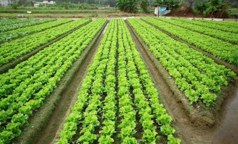 2022耕地地力保護補貼各地新標(biāo)準(zhǔn)，一畝補多少錢？速看