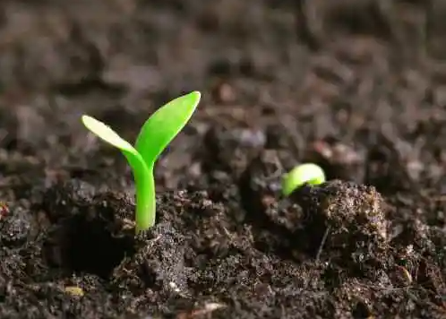 全球種子戰(zhàn)爭(zhēng)已經(jīng)開啟，未來競(jìng)爭(zhēng)到底靠什么