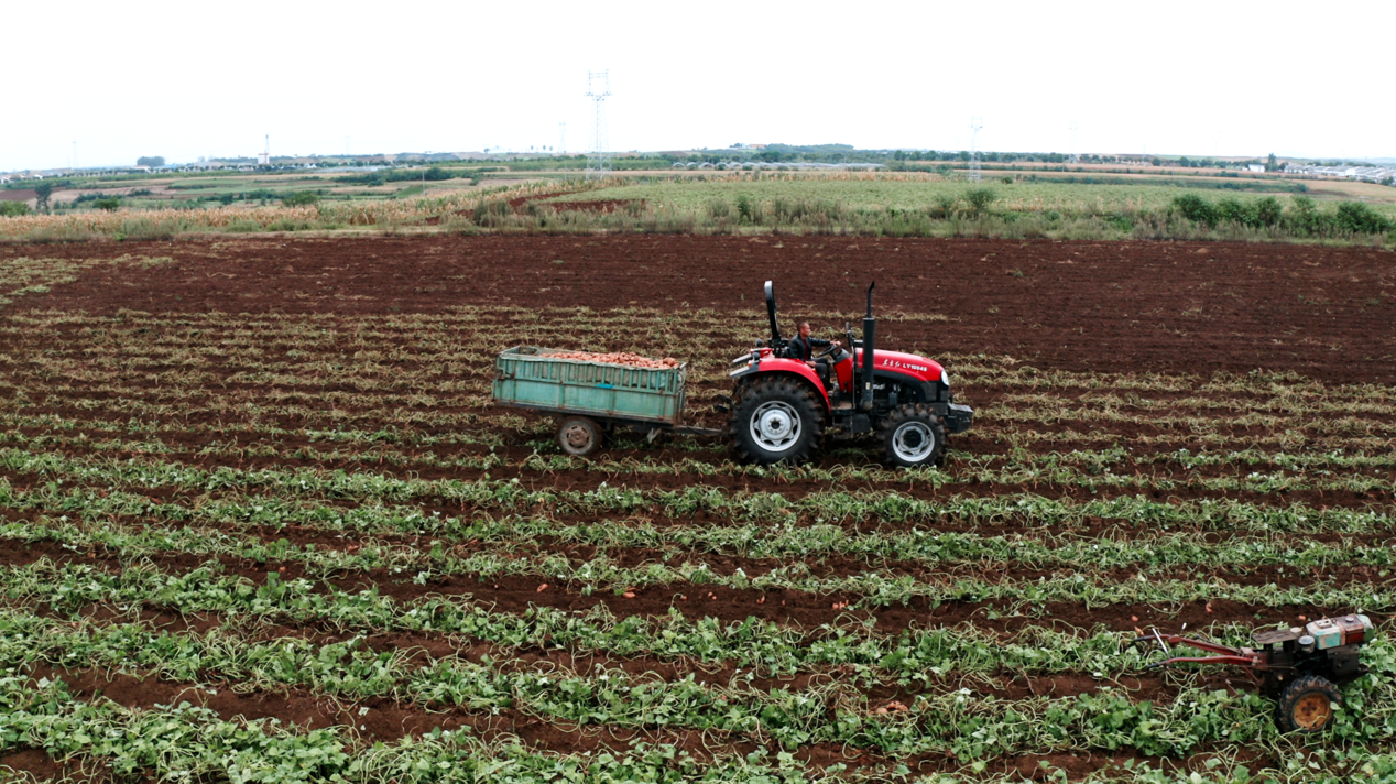 宜城紅薯：新電商怎么“生生造出”一個新產(chǎn)業(yè)？