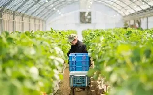 【農業(yè)科技】培育壯大數(shù)字農業(yè)