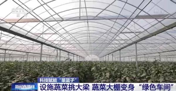 科技賦能“菜籃子”！看蔬菜大棚如何變身“綠色車間”