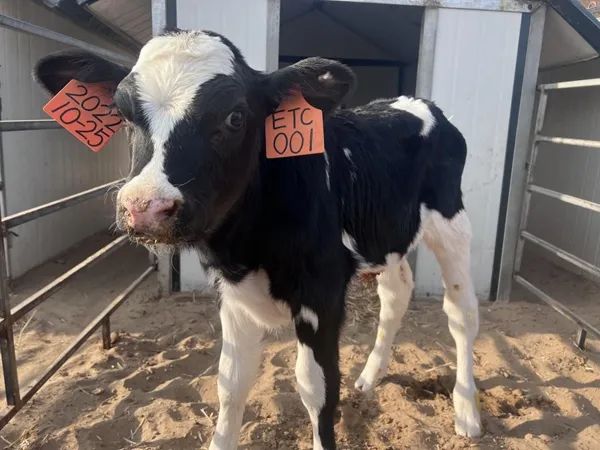 國內(nèi)首次！楊凌農(nóng)科專家團隊給良種奶牛裝上“中國芯”