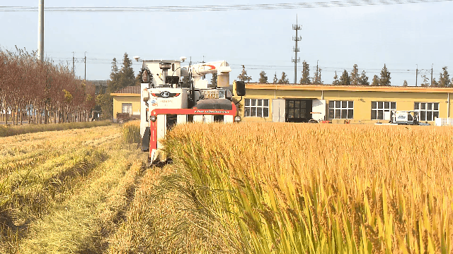 嘉定：“無人化秋收”提高作業(yè)效率