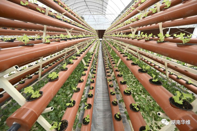在沙漠里種菜？中國(guó)蔬菜走進(jìn)世界杯