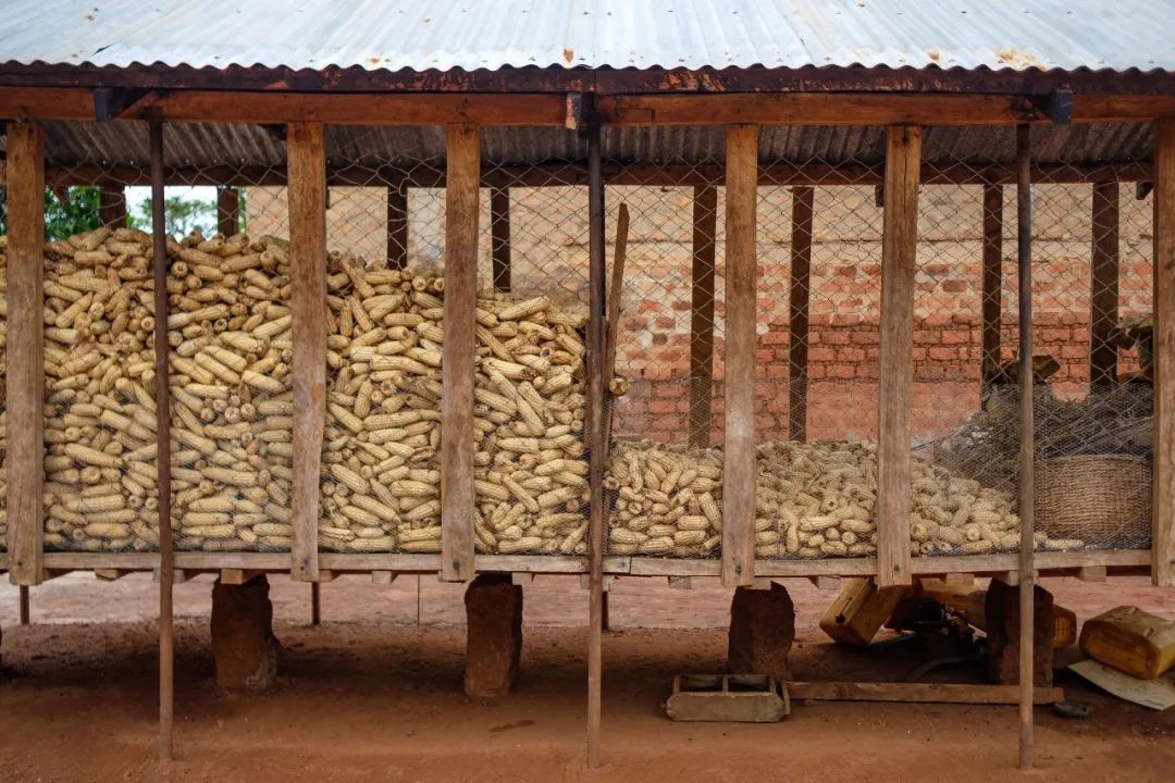 未來十年全球農業(yè)和糧食產量增長預計將放緩