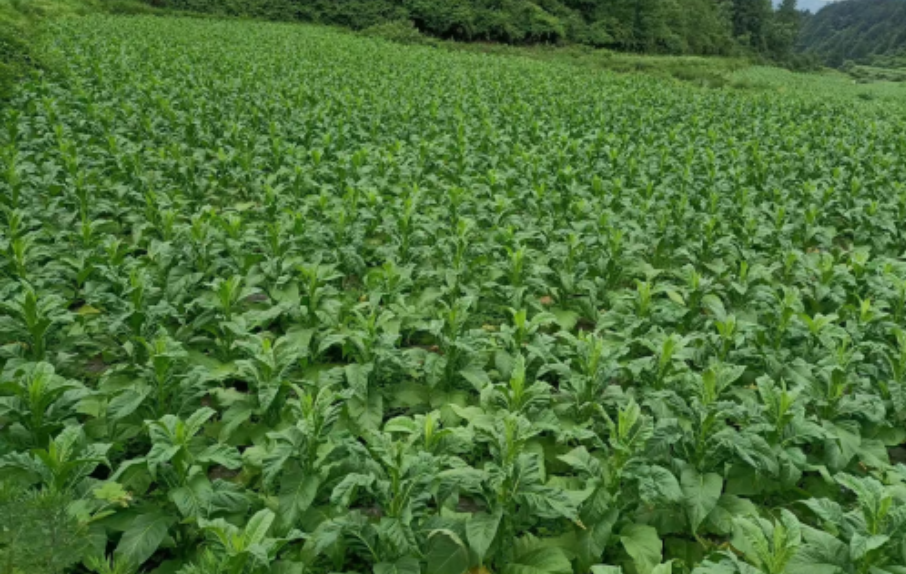 蟲子養(yǎng)出新技術(shù) 綠色防治助生產(chǎn)