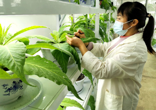 蟲子養(yǎng)出新技術(shù) 綠色防治助生產(chǎn)