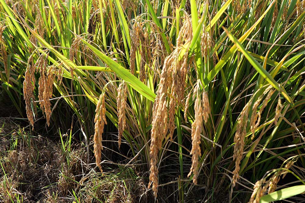 1251.5公斤！超級(jí)稻高產(chǎn)新紀(jì)錄在四川德昌誕生