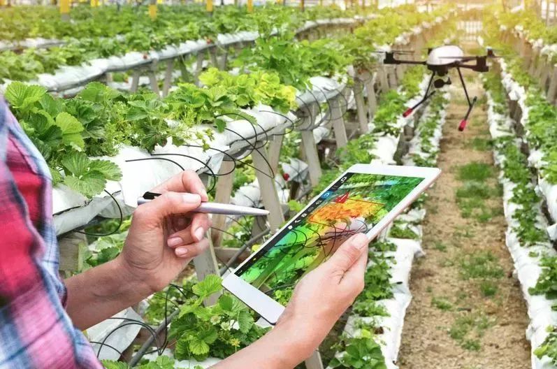 以色列農業的七大奇跡：科技為先鋒