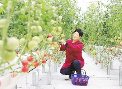 推動(dòng)數(shù)據(jù)要素成為現(xiàn)代農(nóng)業(yè)發(fā)展的新引擎