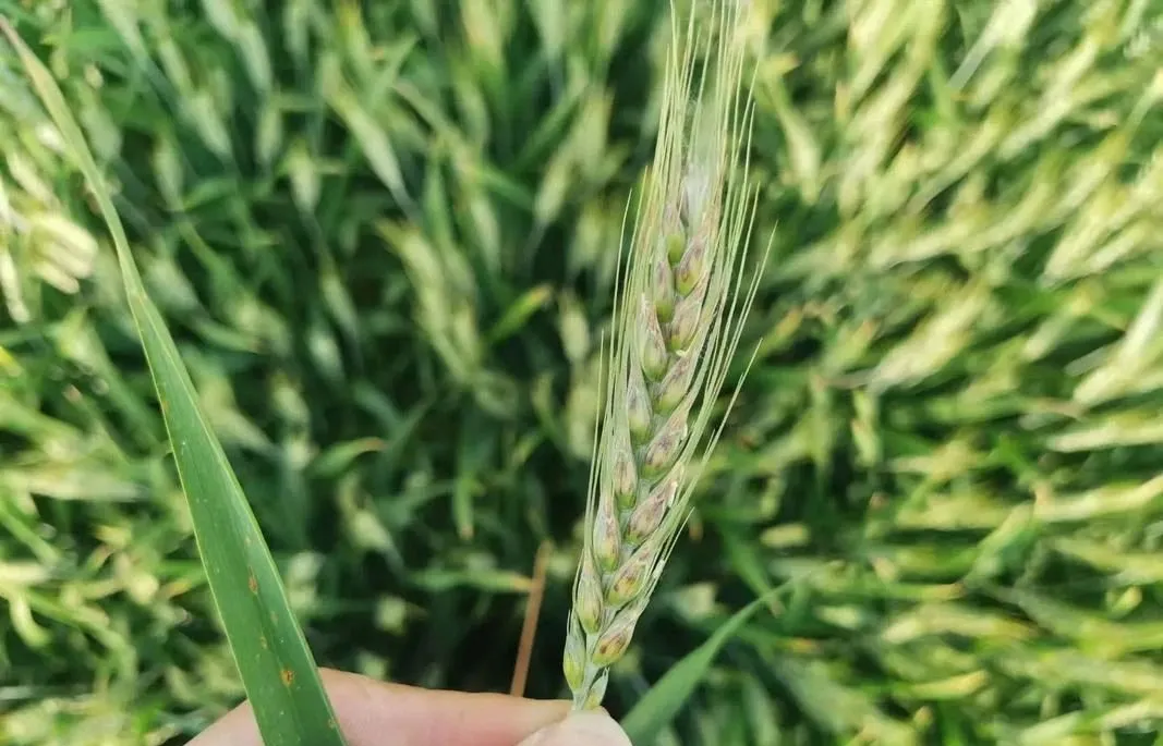 2025年全國(guó)農(nóng)作物重大病蟲(chóng)害發(fā)生形勢(shì)嚴(yán)峻